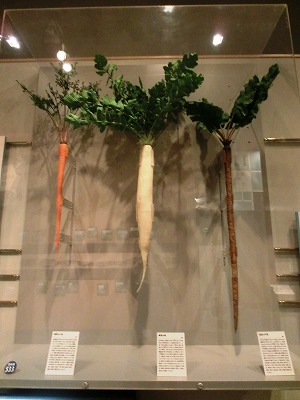 滝野川ニンジン(江戸野菜② 江戸の食文化60)_c0187004_1023212.jpg
