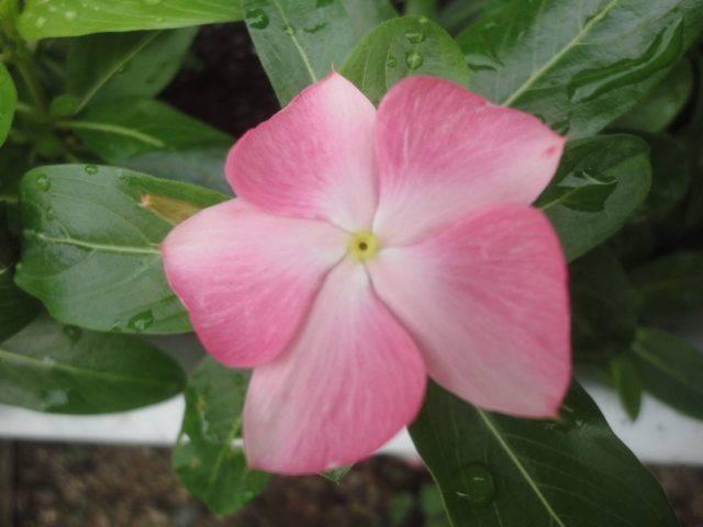 熱中症対策の呼びかけと、夏の花・・・2014/7/11_f0231709_9411597.jpg