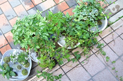 苔玉・盆栽教室の空き状況のご案内_d0263815_1717332.jpg