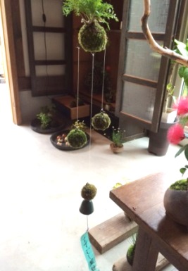 苔玉・盆栽教室の空き状況のご案内_d0263815_17262750.jpg