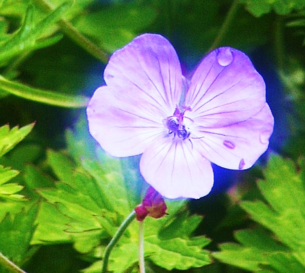 a0146024_14531779.jpg