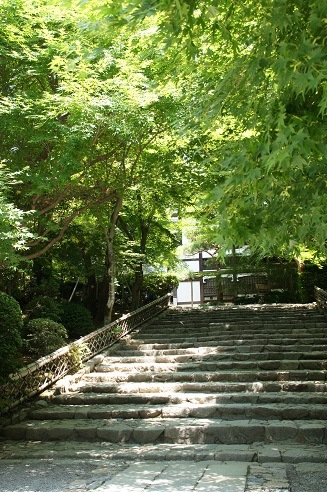 睡蓮　　～龍安寺（京都）～_c0235725_2143820.jpg