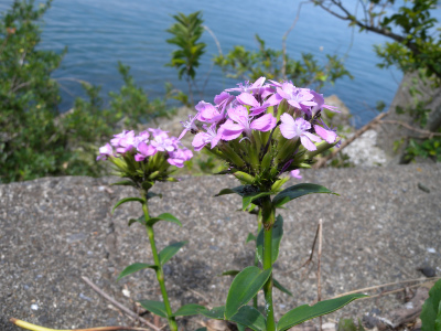 海岸の山野草が見たくて！_e0272335_19493946.jpg