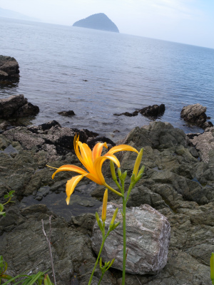 海岸の山野草が見たくて！_e0272335_20195922.jpg