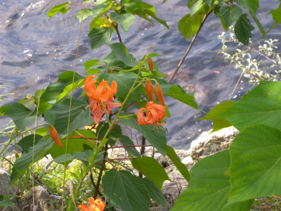 海岸の山野草が見たくて！_e0272335_20361060.jpg