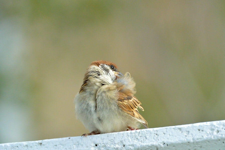 通勤鳥撮影_d0148541_20515345.jpg