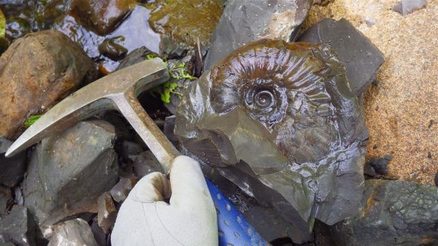 北海道アンモナイト( 希少)パラジャウベルテラ