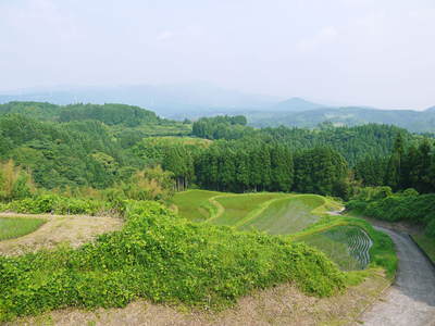 菊池水源棚田米 田植え後の様子2014_a0254656_1826281.jpg