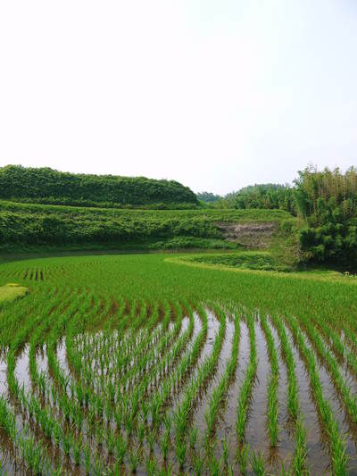 菊池水源棚田米 田植え後の様子2014_a0254656_18464895.jpg
