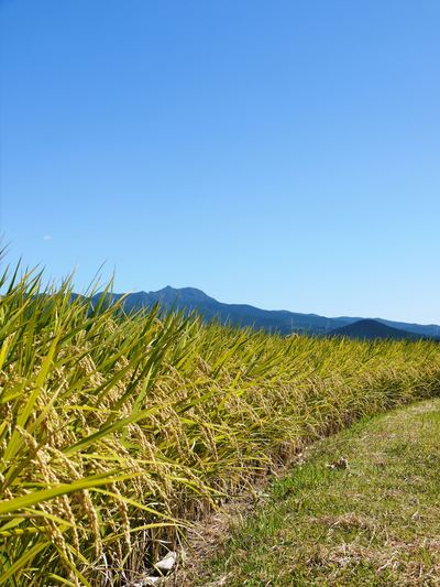 菊池水源棚田米 田植え後の様子2014_a0254656_19333058.jpg