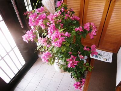 c0180460_103943.jpg