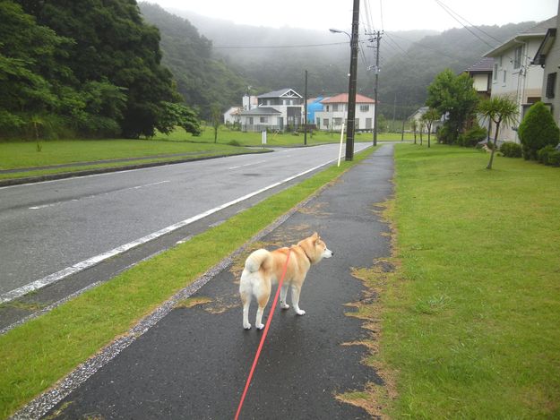 ’14,7,11(金)台風去って猛暑日に~!_f0060461_9165551.jpg