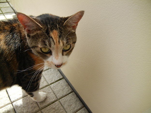 ’14,7,11(金)台風去って猛暑日に~!_f0060461_9211173.jpg