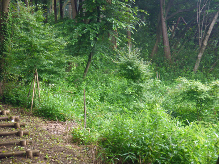 蔓に絡まれ山桜あわや“窒息死” 7・9六国見山臨時手入れ_c0014967_1121194.jpg