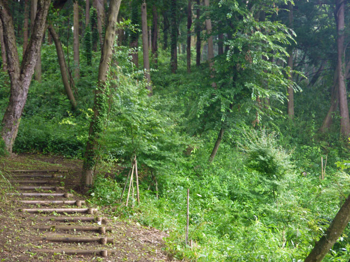 蔓に絡まれ山桜あわや“窒息死” 7・9六国見山臨時手入れ_c0014967_1122055.jpg