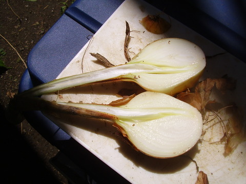 芽が出たタマネギを植えた実験結果報告 素人百姓日記 有機無農薬野菜作りの記録 芽が出たタマネギを植えた実験結果報告 素人百姓日記 有機無農薬野菜作りの記録