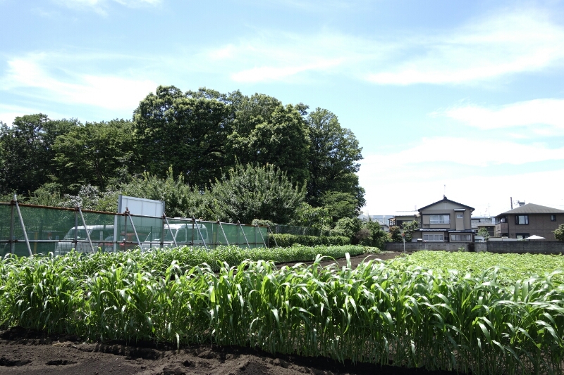 Photoしたその一瞬「夏が来た！」_f0004076_14384825.jpg