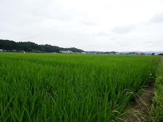 7月11日の田んぼ(緑ヶ丘小・北郷小)_d0247484_16325547.jpg