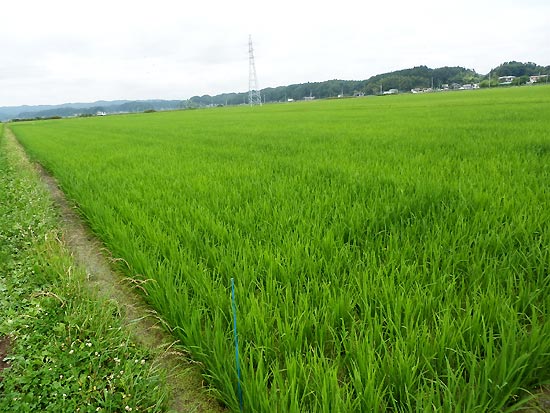 7月11日の田んぼ(緑ヶ丘小・北郷小)_d0247484_1633345.jpg