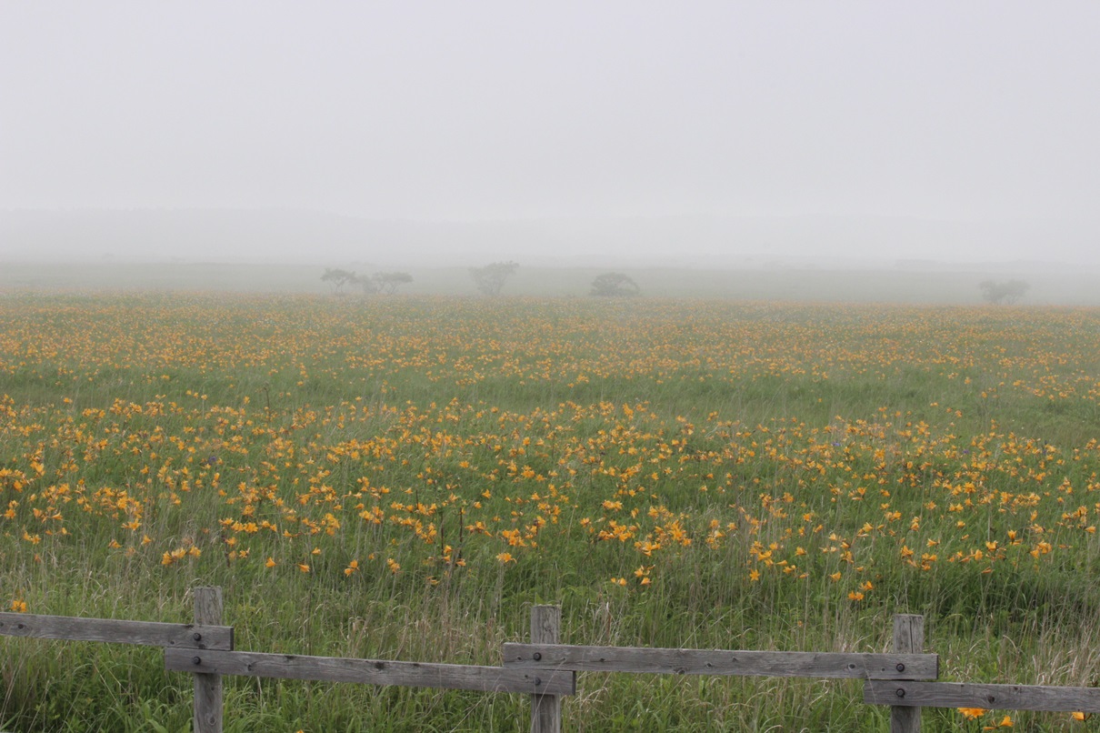 f0146493_20103766.jpg