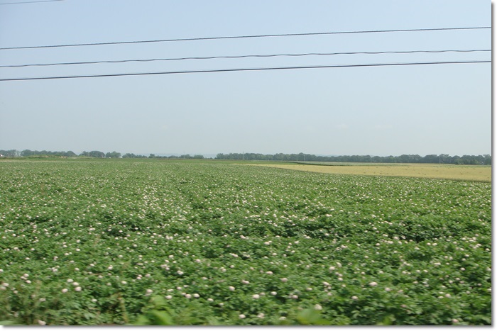 f0146493_2064276.jpg