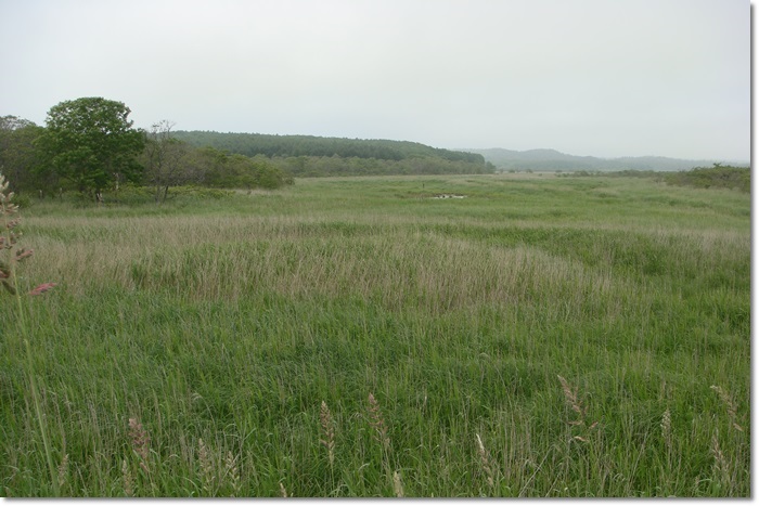 f0146493_2083877.jpg