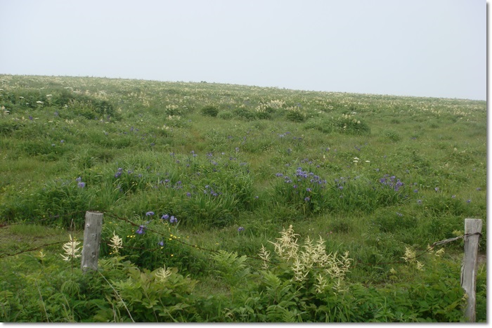 f0146493_2084950.jpg