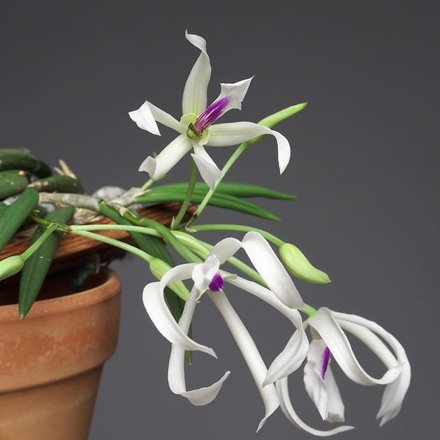 着生蘭 Leptotes biclor レプトテス ビカラー ビコロル 丸太着生