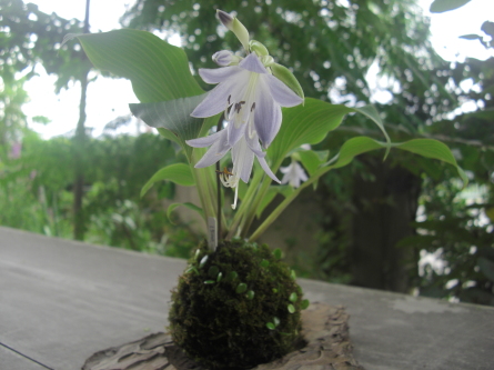 ギボウシの花_b0186205_14400468.jpg