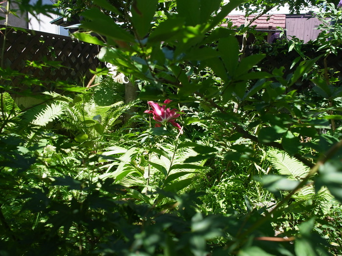 紅い花_e0276411_9571272.jpg