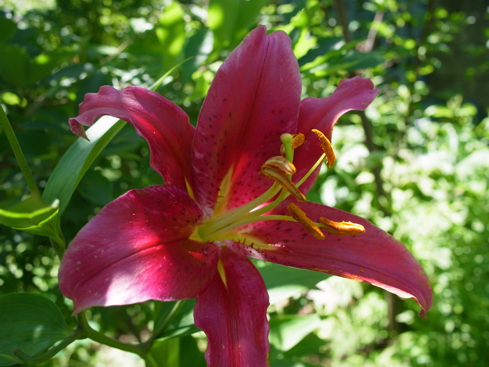 紅い花_e0276411_957420.jpg
