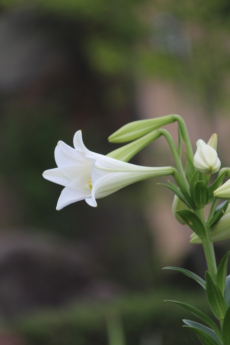 夜明けの花散歩_a0315813_9563810.jpg