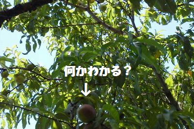 親元でごろごろ_e0234016_2014229.jpg