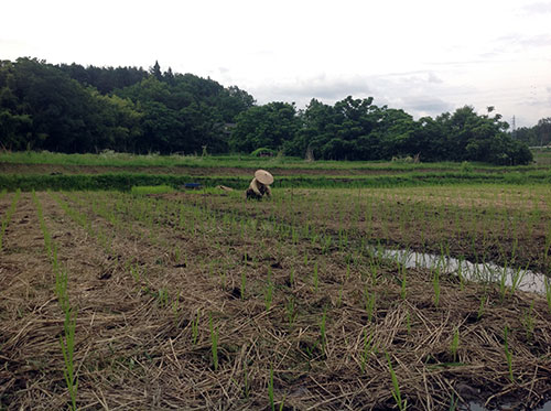 八ヶ岳のふもとの畑だより/２０１４年７月１日（晴れ）暑い_e0111918_17165742.jpg