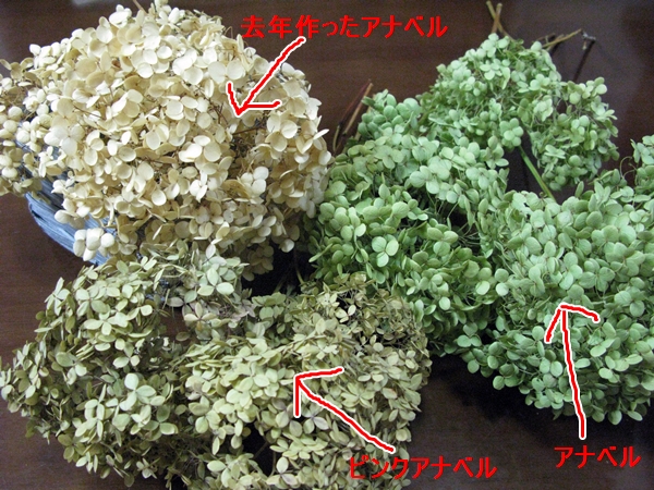 アナベル ドライフラワーに!_f0129726_22325429.jpg