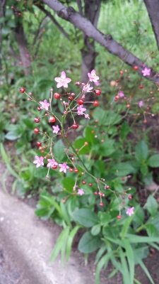 c0209636_1631316.jpg