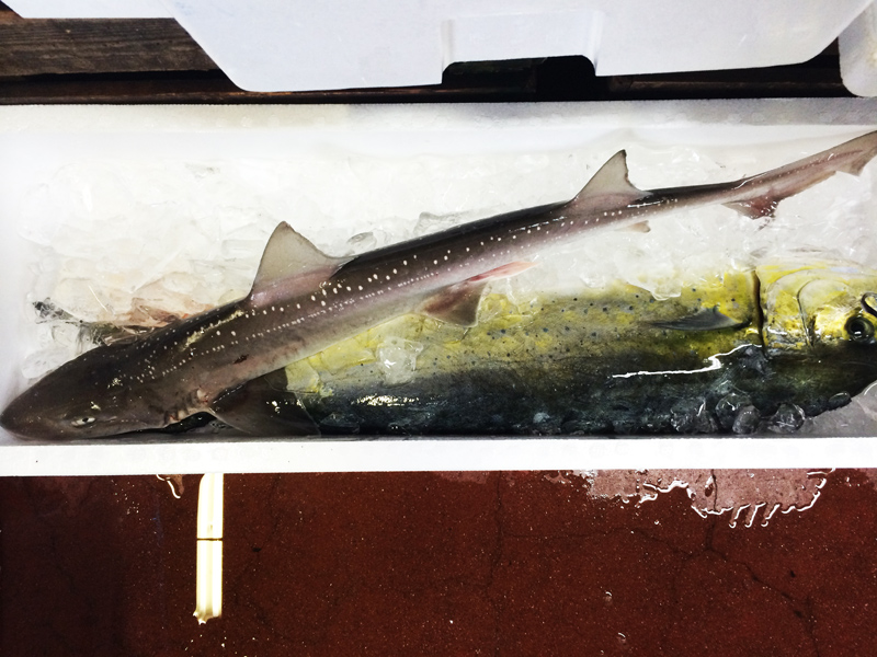 星鮫 ホシザメ 魚体の模様が星に見えるから 魚屋三代目日記