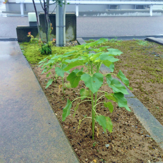 ミョウガ日誌 0712_a0210340_1716023.jpg