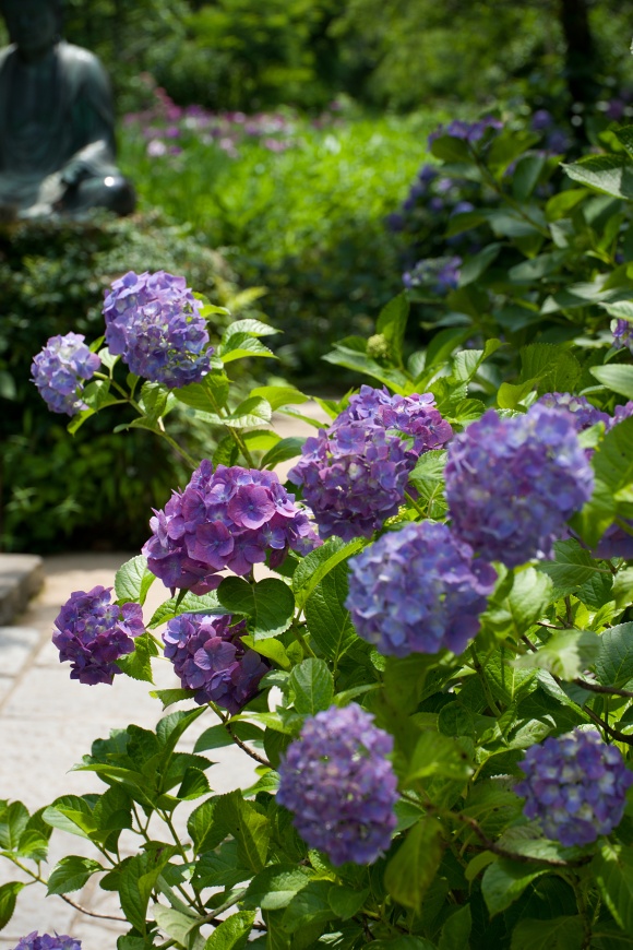 紫陽花のあれやこれや　鎌倉編(東慶寺)P12_c0236843_16314767.jpg