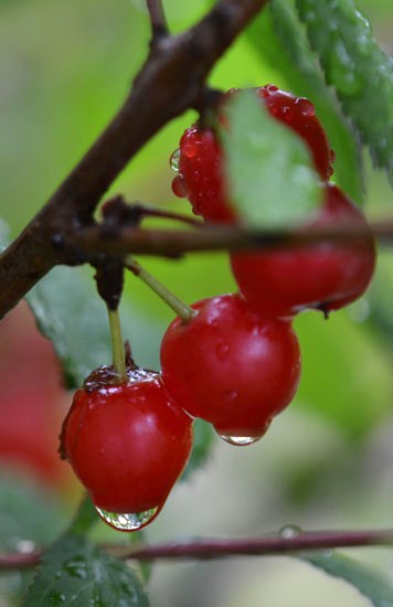 c0093046_9112664.jpg