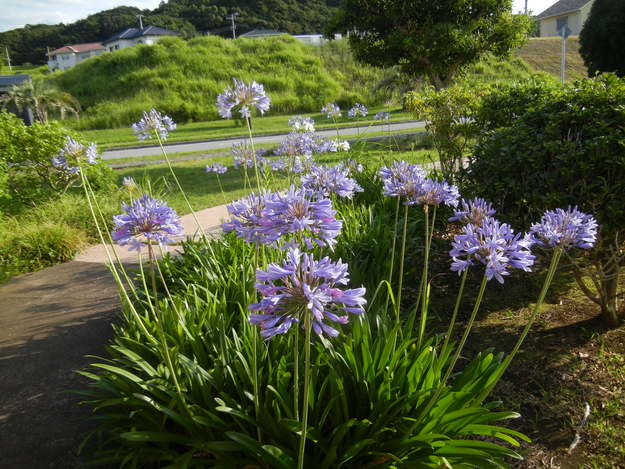 ’14,7,12(土)今日も真夏日で30度!_f0060461_9135749.jpg