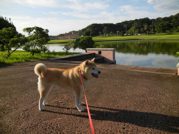 ’14,7,12(土)今日も真夏日で30度!_f0060461_9154811.jpg