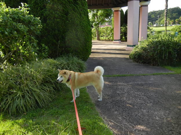 ’14,7,12(土)今日も真夏日で30度!_f0060461_992069.jpg
