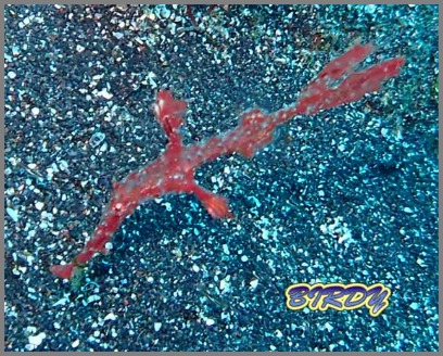カミソリウオ_e0273365_1814764.jpg