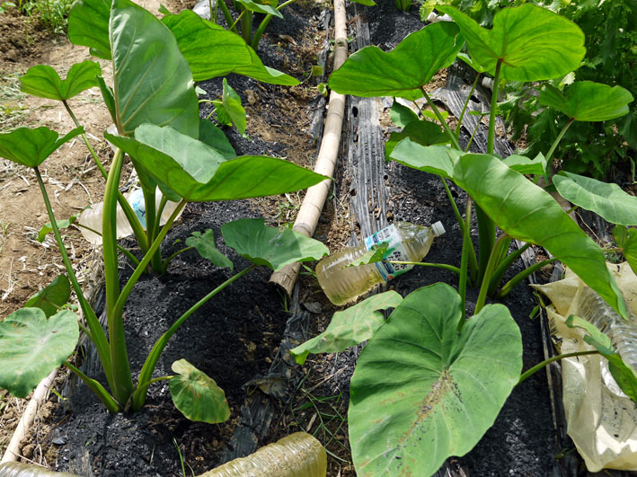 セスジスズメの幼虫サトイモの葉貪る カボチャ初収穫7 12 北鎌倉湧水ネットワーク