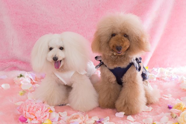 2014.7.12 ななのお写真_a0083571_21344942.jpg