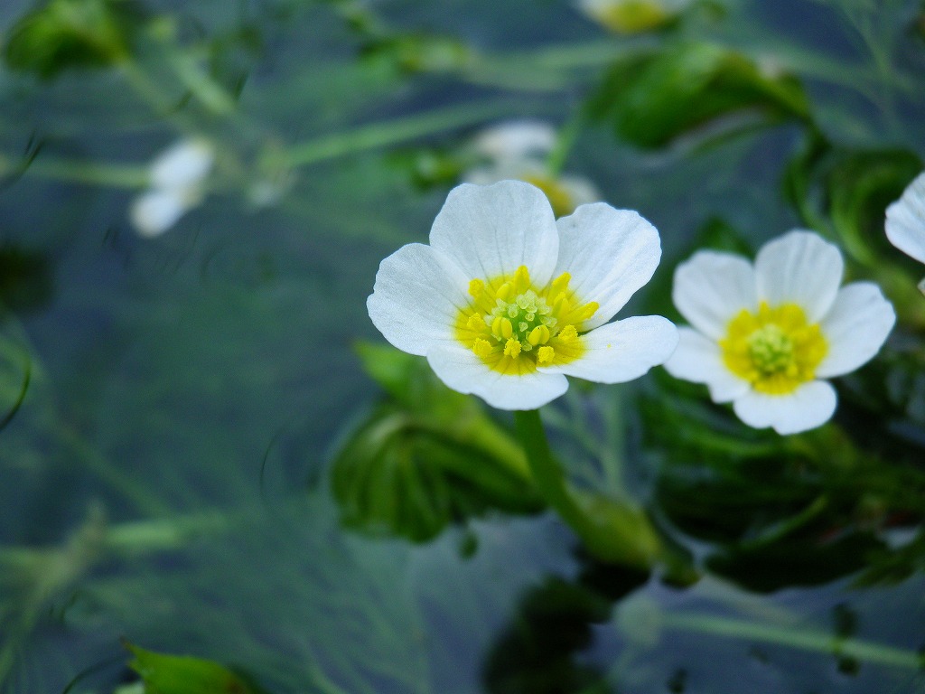 油彩/梅花藻のある川
