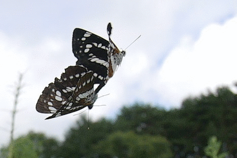 f0090680_2030254.gif