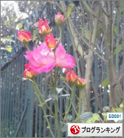 「薔薇のコンフィチュール」 薔薇のクリエート色々_b0181081_1950813.png