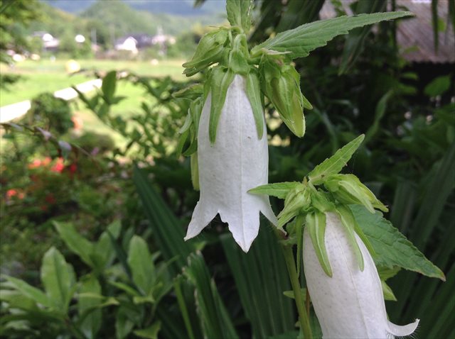 春野菜の収穫と芋の補植、猿の被害_b0042882_18324597.jpg